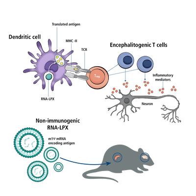 Figure 4.Inducing Tolerance with an Anti-inflammatory mRNA Vaccine