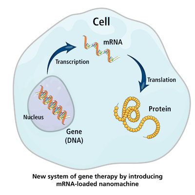 Figure 5.Gene Therapy using mRNA-loaded Nanomachine.