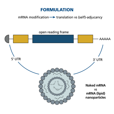 Figure 3.mRNA Vaccine Design.