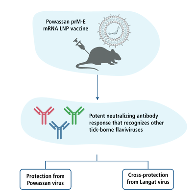 Figure 6.An mRNA Vaccine Protects Mice against Multiple Tick-Transmitted Flavivirus Infections